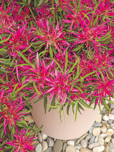 Hauptbild des Artikels "Azalee StarStyle Pink, PBR"