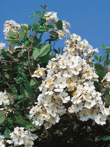Hauptbild des Artikels "Bschel-Rose" (Bildbeschreibung ist in Arbeit)
