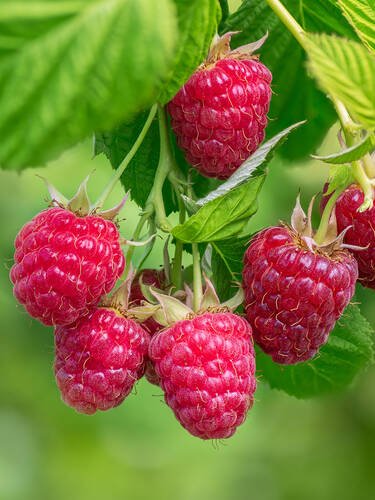 Hauptbild des Artikels "Balkon-Himbeere Sweet Sunshine"
