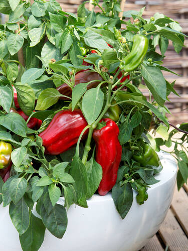 Hauptbild des Artikels "Balkonpaprika Paragon"