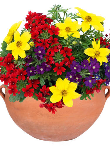 Hauptbild des Artikels "Balkonpflanzen-Trio Trixi� Happy" (Bildbeschreibung ist in Arbeit)