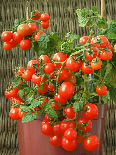 Hauptbild des Artikels "Balkontomate Veranda Red, F1 (unveredelt)"