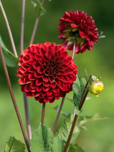 Blumenzwiebeln - Balldahlie Buran