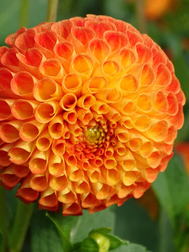 Hauptbild des Artikels "Balldahlie Mardi Grass"