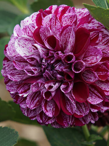 Hauptbild des Artikels "Balldahlie Marble Ball" (Bildbeschreibung ist in Arbeit)
