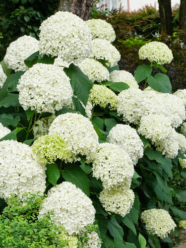 Ziergehlze - Ballhortensie Annabelle