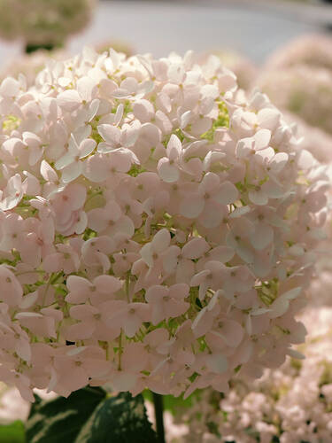 Hauptbild des Artikels "Ballhortensie Candybelle Marshmallow" aus der Kategorie "Hortensien"