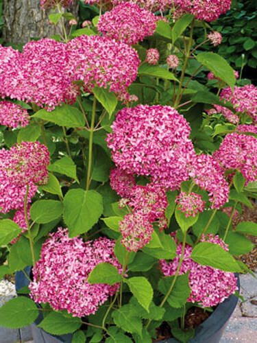 Hauptbild des Artikels "Ballhortensie Pink Annabelle" aus der Kategorie "Hortensien"