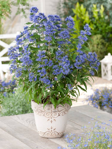 Hauptbild des Artikels "Bartblume Blauer Spatz" aus der Kategorie "Ziergehlze"