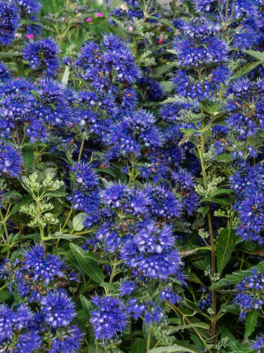 Bartblume Grand Bleu, PBR