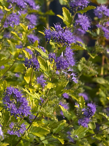 Hauptbild des Artikels "Bartblume Sunny Blue, PBR " aus der Kategorie "Ziergehlze"