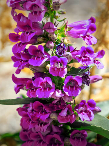 Hauptbild des Artikels "Bartfaden Purple Perfection, PBR"