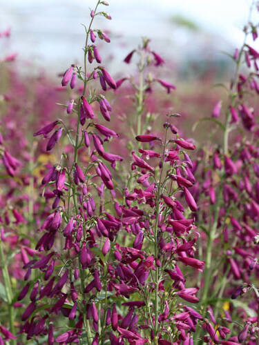 Hauptbild des Artikels "Bartfaden Twizzle Purple, F1"