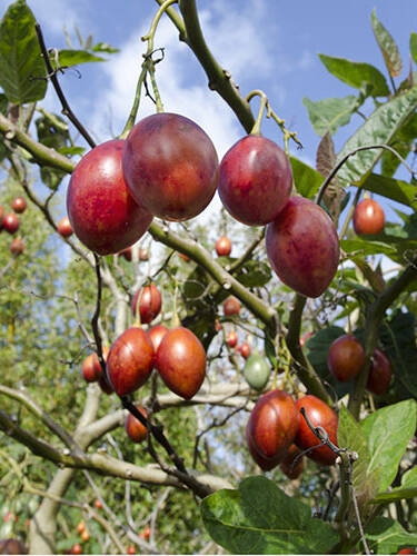 Hauptbild des Artikels "Baumtomate Tamarillo"