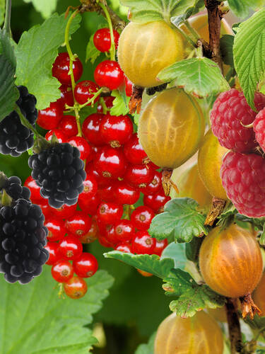 Hauptbild des Artikels "Beerenobst-Nasch-Set"