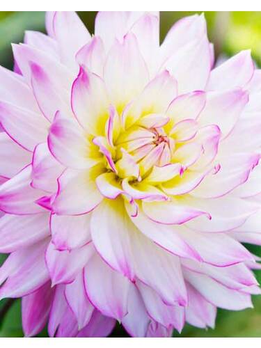 Hauptbild des Artikels "Beetdahlie Crazy Love" aus der Kategorie "Blumenzwiebeln"