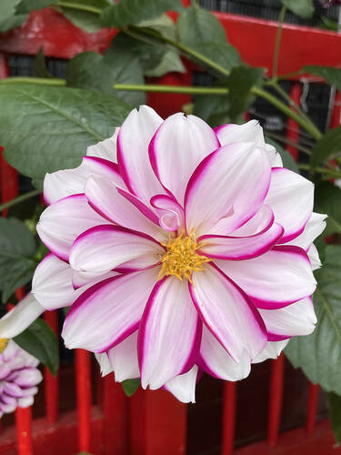 Hauptbild des Artikels "Beetdahlie Priceless Pink"