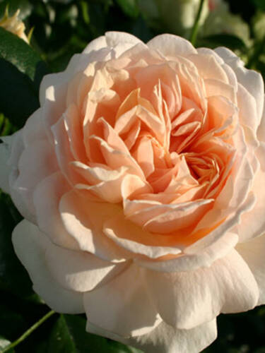 Hauptbild des Artikels "Beetrose Garden of Roses"