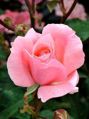 Beetrose Queen Elizabeth Rose