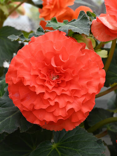 Hauptbild des Artikels "Begonie Dinnerplate Ruffled Orange"