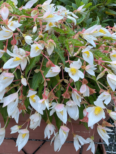 Hauptbild des Artikels "Begonie Shine Bright White" aus der Kategorie "Pflanzen"