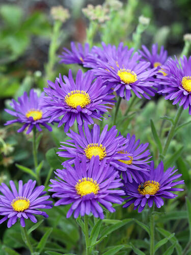 Pflanzen - Berg-Aster Veilchenknigin