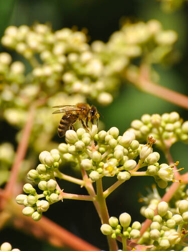 Hauptbild des Artikels "Bienenbaum" aus der Kategorie "Ziergehlze"