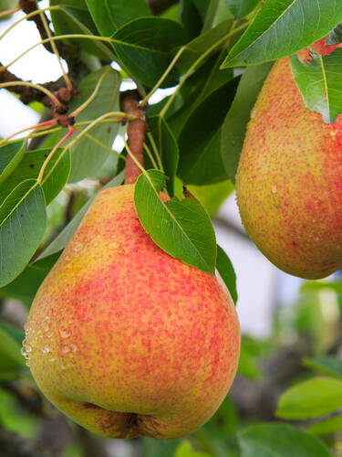 Hauptbild des Artikels "Birne Harrow Sweet" aus der Kategorie "Birnbaum"