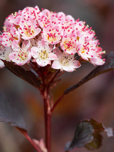 Hauptbild des Artikels "Blasenspiere Magical Sweet Cherry Tea" aus der Kategorie "Ziergehlze"