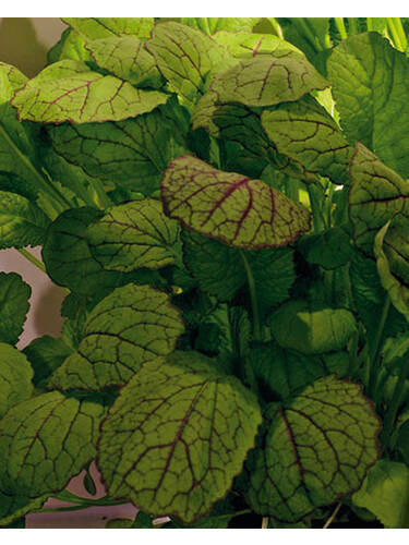 Hauptbild des Artikels "Blattsenf Red Giant" aus der Kategorie "Salatsamen"