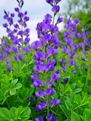 Hauptbild des Artikels "Blaue Frberhlse Blueberry Sundae"