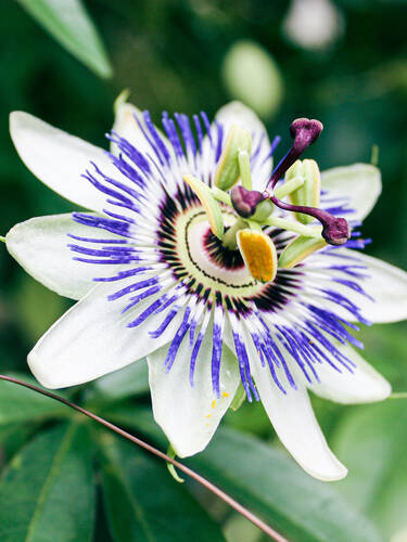 Hauptbild des Artikels "Blaue Passionsblume"