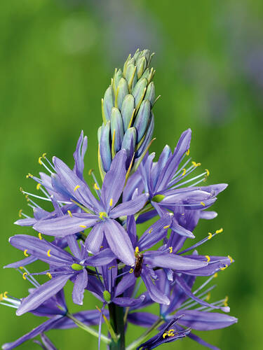Hauptbild des Artikels "Blaue Prrielilie"