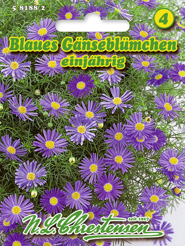 Blaues Gnseblmchen