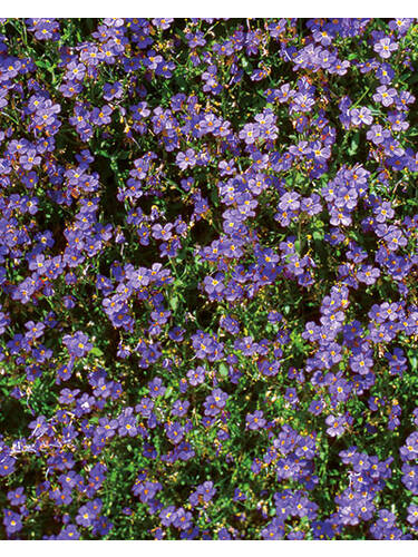 Steingartenpflanzen - Blaukissen Cascade Purple