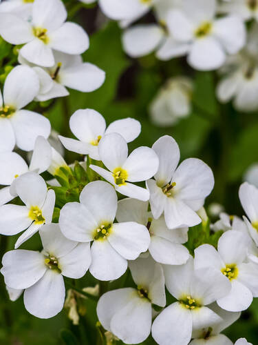 Hauptbild des Artikels "Blaukissen Alba"