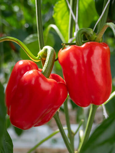 Hauptbild des Artikels "Block-Paprika Panache, F1 (veredelt)"