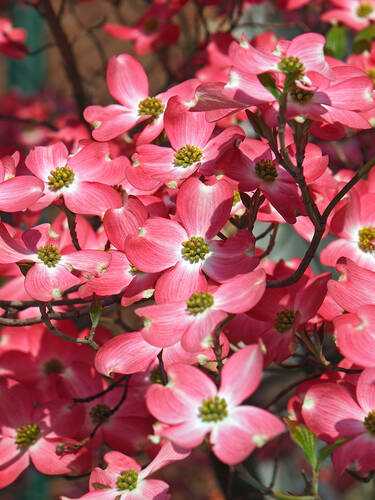 Hauptbild des Artikels "Blumen-Hartriegel Red Pygmy"
