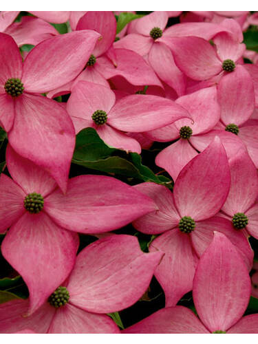 Hauptbild des Artikels "Blumen-Hartriegel Scarlet Fire, PBR" aus der Kategorie "Ziergehlze"