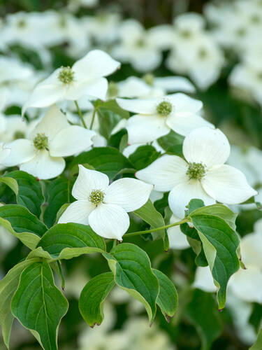 Hauptbild des Artikels "Blumenhartriegel China Girl"