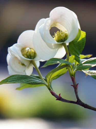 Hauptbild des Artikels "Blumenhartriegel Urbiniana" aus der Kategorie "Ziergehlze"