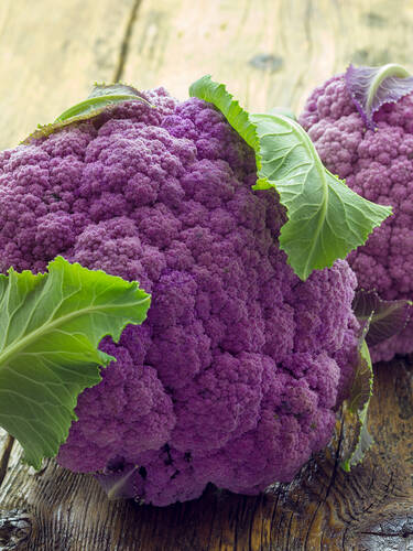 Hauptbild des Artikels "Blumenkohl Depurple, F1" (Bildbeschreibung ist in Arbeit)