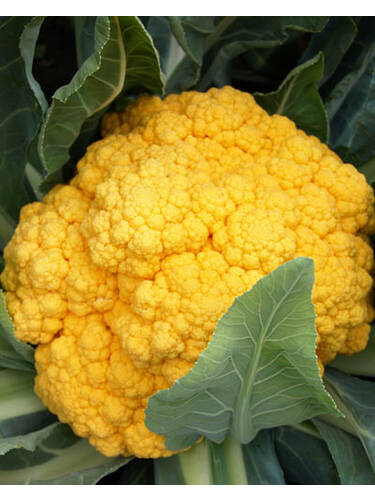 Hauptbild des Artikels "Blumenkohl Jaffa, F1"