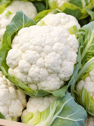 Hauptbild des Artikels "Blumenkohl Paxton, F1"