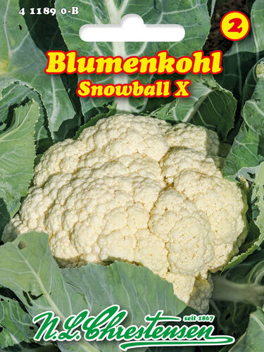 Blumenkohl Snowball X