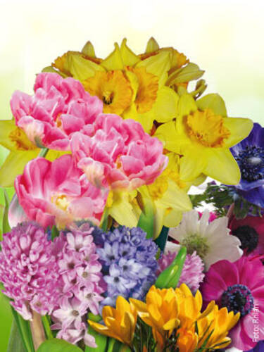 Hauptbild des Artikels "Blumenzwiebel-Set" aus der Kategorie "Blumenzwiebeln"