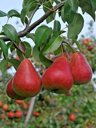 Hauptbild des Artikels "Blutbirne" aus der Kategorie "Birnbaum"