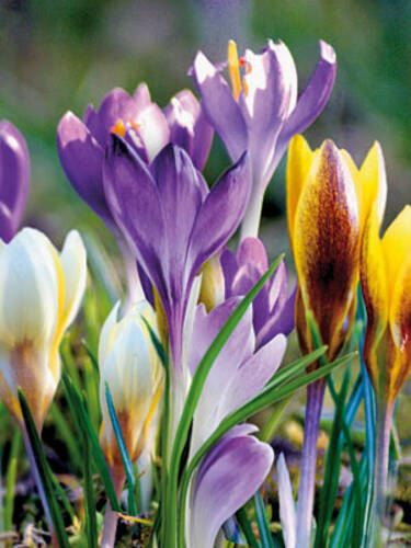 Hauptbild des Artikels "Botanische Frhjahrs-Krokus-Mischung"