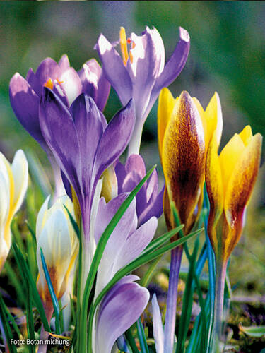 Hauptbild des Artikels "Botanische Krokus Mischung"