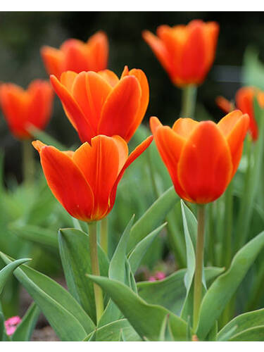 Hauptbild des Artikels "Botanische Tulpe Early Harvest" aus der Kategorie "Blumenzwiebeln"